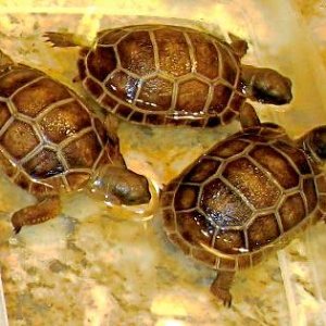 ALDABRA BREEDER