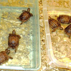 ALDABRA BREEDER