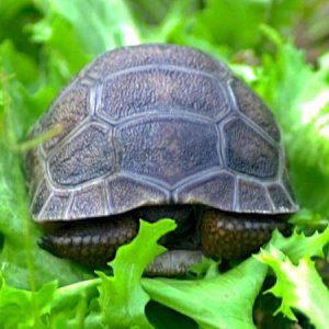 ALDABRA BREEDER