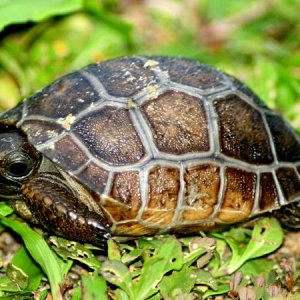 ALDABRA BREEDER