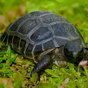 ALDABRA BREEDER