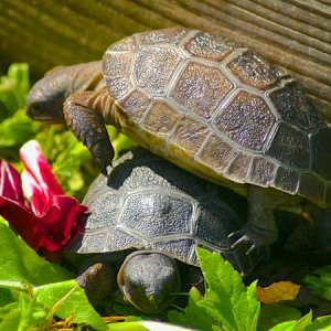 ALDABRA BREEDER