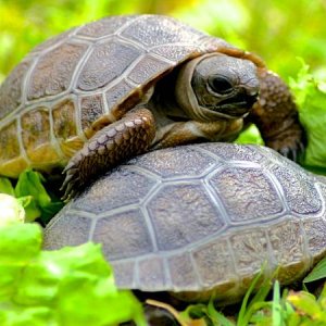 ALDABRA BREEDER