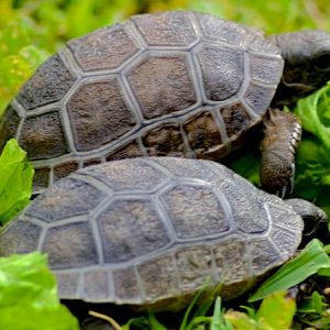 ALDABRA BREEDER