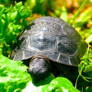 ALDABRA BREEDER