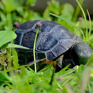 ALDABRA BREEDER