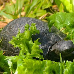 ALDABRA BREEDER
