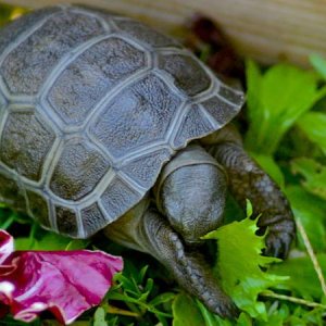 ALDABRA BREEDER