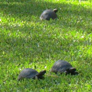 ALDABRA BREEDER