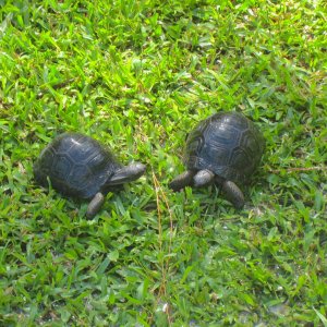 ALDABRA BREEDER