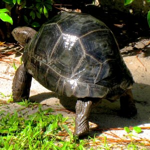 ALDABRA BREEDER