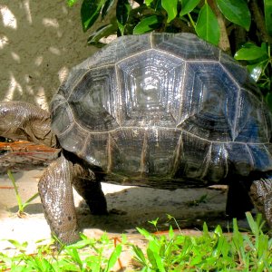ALDABRA BREEDER