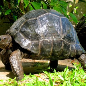 ALDABRA BREEDER