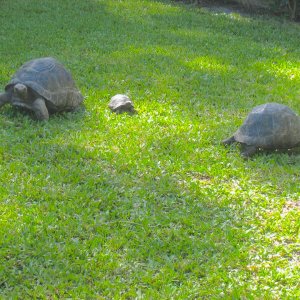 ALDABRA BREEDER