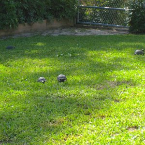 ALDABRA BREEDER