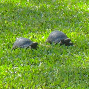 ALDABRA BREEDER