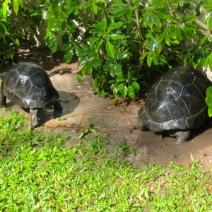 ALDABRA BREEDER