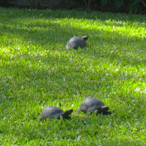ALDABRA BREEDER
