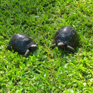 ALDABRA BREEDER