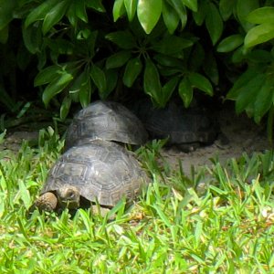 ALDABRA BREEDER