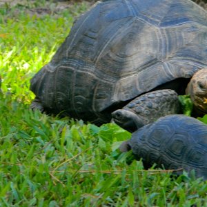 ALDABRA BREEDER