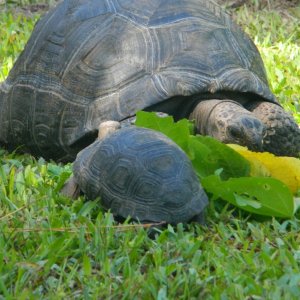 ALDABRA BREEDER