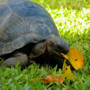 ALDABRA BREEDER