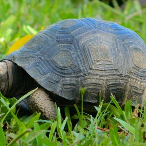 ALDABRA BREEDER