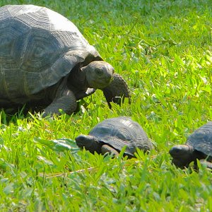 ALDABRA BREEDER