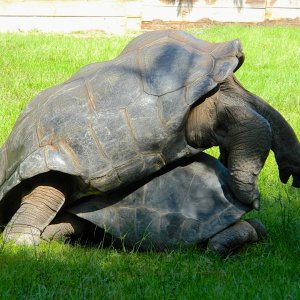 ALDABRA BREEDER
