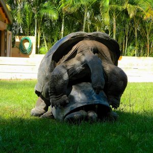 ALDABRA BREEDER