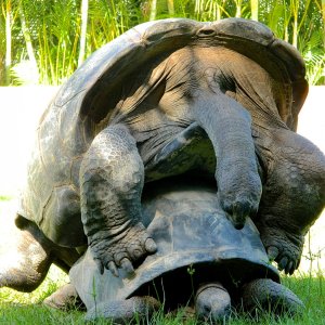 ALDABRA BREEDER