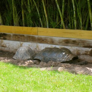 ALDABRA BREEDER