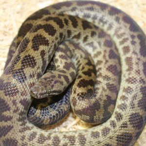 2010CapeYorkSpottedPythonFemale1