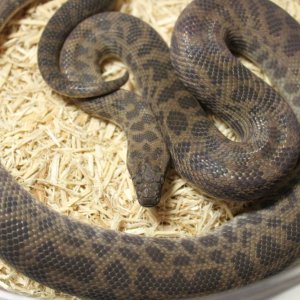 2010CapeYorkSpottedPythonFemale2