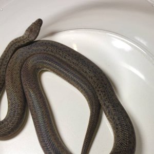 2010GraniteSpottedPythonMale
