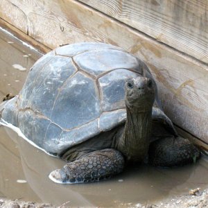 ALDABRA BREEDER