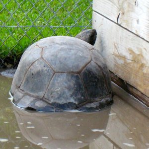 ALDABRA BREEDER