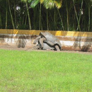 ALDABRA BREEDER