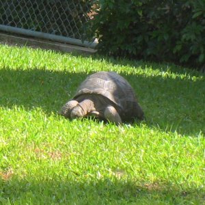 ALDABRA BREEDER