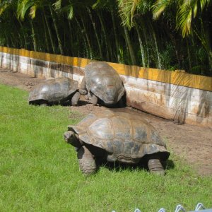 ALDABRA BREEDER