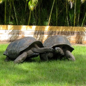 ALDABRA BREEDER