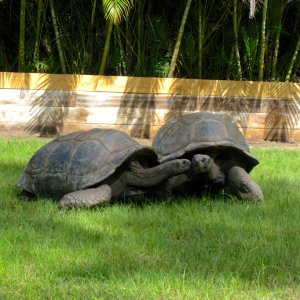 ALDABRA BREEDER