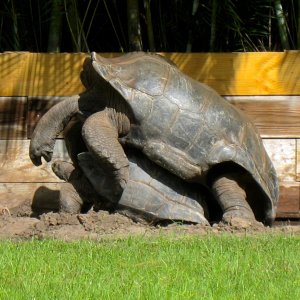 ALDABRA BREEDER