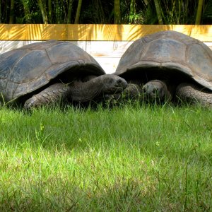 ALDABRA BREEDER