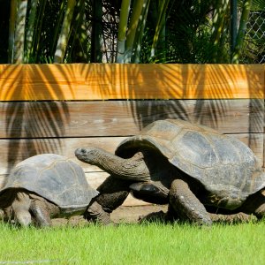 ALDABRA BREEDER
