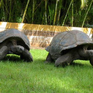 ALDABRA BREEDER