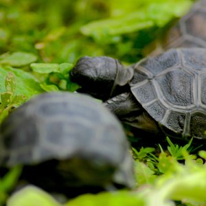 ALDABRA BREEDER