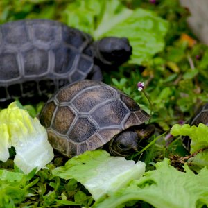 ALDABRA BREEDER
