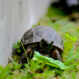 ALDABRA BREEDER